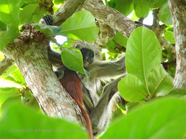 Monkeys and mangroves on Zanzibar, DSC06934b